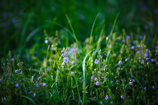 Çayır çimen güneş ışınları tarafından aydınlatılmış