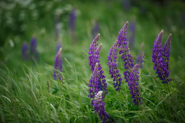 Mor acı bakla alan Rusya