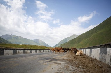 Georgia, Bridge'de nerede arabalar geçmek, yolun ve dağların güzel bir görünümü üzerinde ineklerin