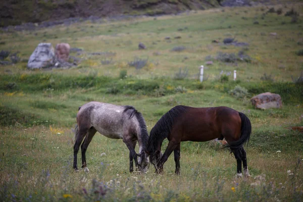 Серый Коричневый Конь Пасущийся Альпийских Лугах Горах Джорджии Деревне Sno — стоковое фото