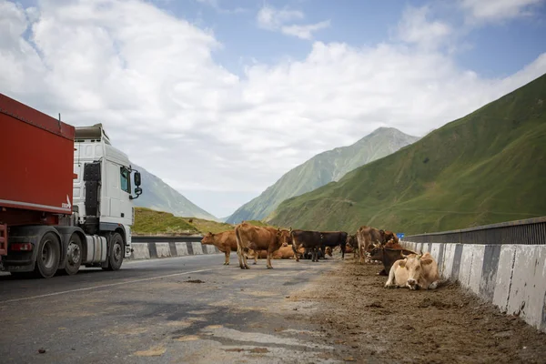 Cows on the bridge in Georgia, on the road, where cars pass, and a beautiful view of the mountains