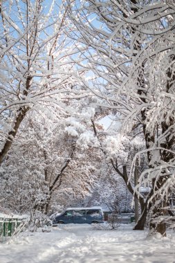 Kar yalan tipide güneş ışığı sonra ağaçlarının dalları üzerinde