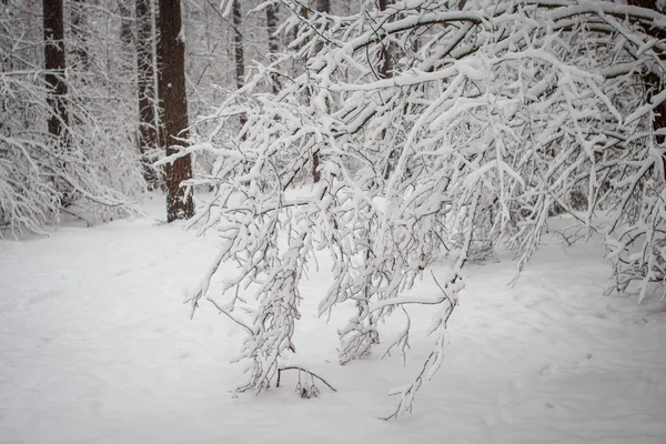 Снег Лежит Ветвях Деревьев После Метели Солнце — стоковое фото