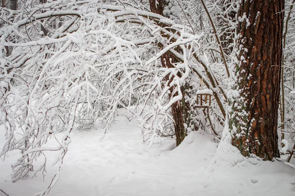 Снег Лежит Ветвях Деревьев После Метели Солнце — стоковое фото