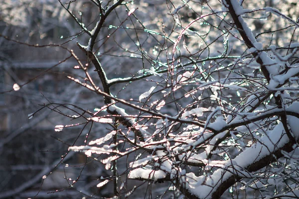 在阳光下的暴风雪之后 雪就躺在树的树枝上 — 图库照片