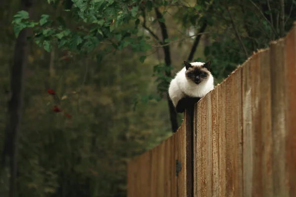 Gato Siamés Blanco Negro Sentado Una Valla Madera Bosque Otoño — Foto de Stock