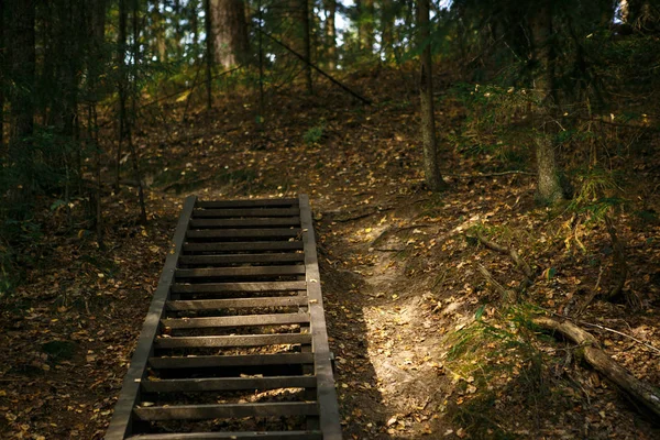 Una Escalera Madera Bosque Otoño Reserva Asentamiento Chertovo Región Kaluga —  Fotos de Stock