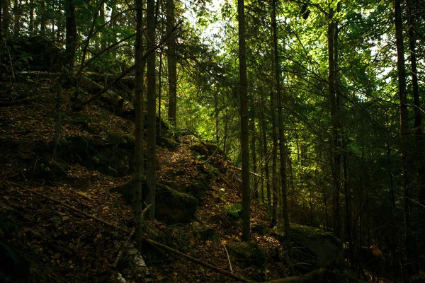 Bosque Otoñal Con Árboles Piedras Reserva Kaluga —  Fotos de Stock