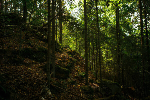 Autumn forest with trees and stones in the reserve of Kaluga region Devil's settlement