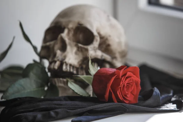 A human skull with a red rose in its teeth on a white background illuminated by light from the window. Props for Gothic photo shoot and Halloween, skull, rose and black gloves