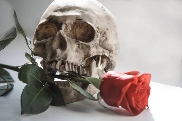 A human skull with a red rose in its teeth on a white background illuminated by light from the window. Props for Gothic photo shoot and Halloween, skull, rose and black gloves