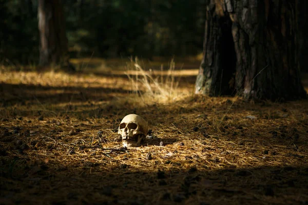 Human Skull Forest Ground Tree Trunk Sprinkled Pine Needles Illuminated — Stock Photo, Image