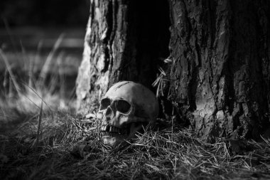 İnsan kafatası yere Çam iğneleri ile serpilir ve ışık demeti tarafından aydınlatılan ağaç gövdesi yakınındaki ormanda. Cadılar Bayramı için bir insan kafatası bir kopyasını