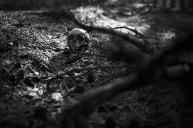 İnsan kafatası yere Çam iğneleri ile serpilir ve ışık demeti tarafından aydınlatılan ağaç gövdesi yakınındaki ormanda. Cadılar Bayramı için bir insan kafatası bir kopyasını