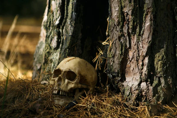 Human skull in the forest on the ground near the tree trunk, sprinkled with pine needles and illuminated by a beam of light. A replica of a human skull for Halloween
