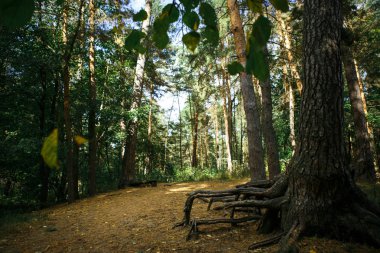 Yeşil orman kökleri ve dalgaların karaya attığı odun. Güneş ile ağaçların dalları yeşil tatili
