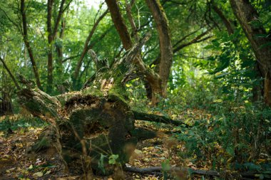 Yeşil orman kökleri ve dalgaların karaya attığı odun. Güneş ile ağaçların dalları yeşil tatili