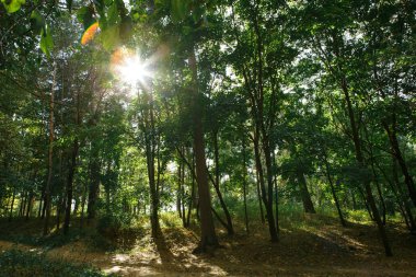 Yeşil orman kökleri ve dalgaların karaya attığı odun. Güneş ile ağaçların dalları yeşil tatili