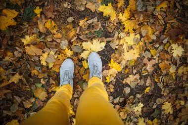 Altın Sonbahar, sarı güneş ışığı, ayak altında yaprakların ağaçlarda. Muhteşem Sonbahar ormanın içinde yürümek sarı orman ve altın sokak Bisiklete binme