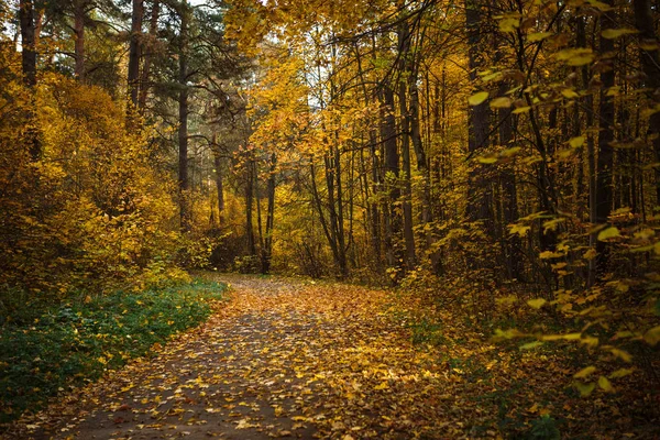 Golden autumn, yellow trees in sunlight, leaves underfoot. Walk through the fabulous autumn forest, Cycling through the yellow forest and the Golden alley