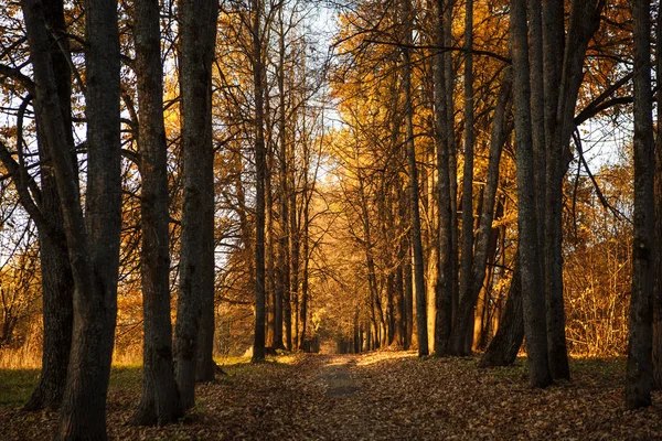 Golden Autumn Yellow Trees Sunlight Leaves Underfoot Walk Fabulous Autumn — Stock Photo, Image