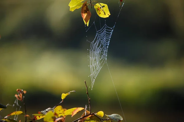 Web Sobre Las Ramas Los Árboles Estirados Muchas Telarañas Reino —  Fotos de Stock