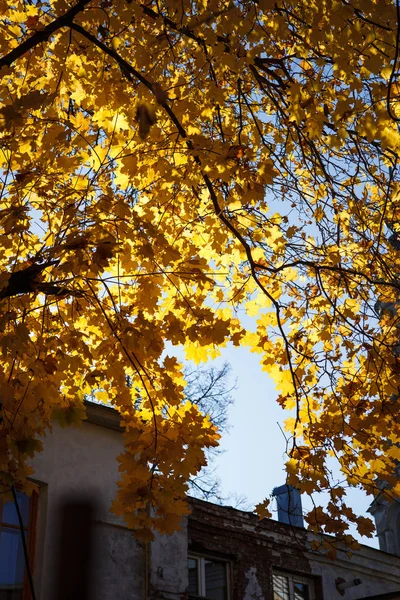 Yellow maple leaves on a tree branch. Autumn landscape, tree near the house, yellow exterior of the house, fence in yellow leaves