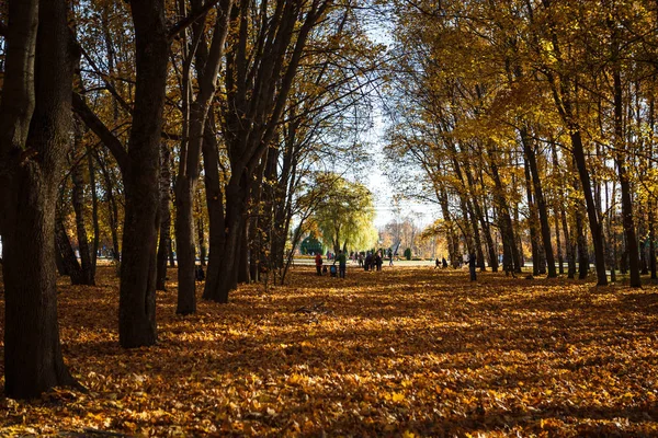 Żółty Jesienny Poległych Liści Pod Stopami Złota Jesień Pozostawia Ziemi — Zdjęcie stockowe