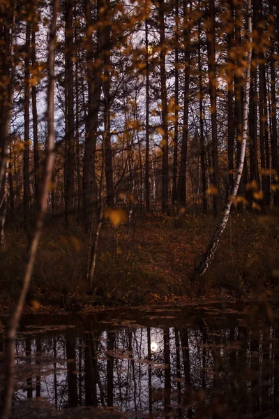 Luna Refleja Agua Través Los Troncos Ramas Los Árboles Crepúsculo — Foto de Stock