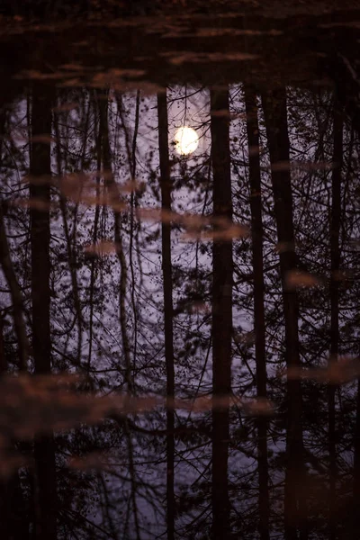 Moon Reflected Water Trunks Branches Trees Twilight Dark Moon Shining — Stock Photo, Image