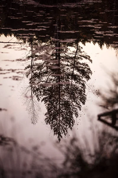 Die Reflexion Der Fichte See Dämmerung Herbstwald Grafische Reflexion Holzbrücke — Stockfoto