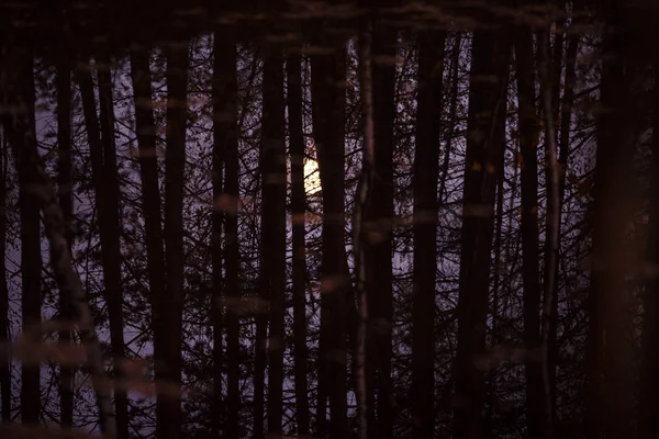 Луна Отражается Воде Через Стволы Ветви Деревьев Свет Тьма Луна — стоковое фото