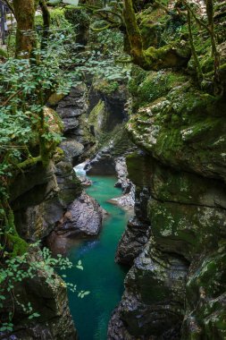 Georgia 'da Martvili Kanyonu-Stone Gorge, altta mavi su. Ağaç gövdeleri ve taşlar yeşil yosun ile kaplıdır, çatlak ışık tarafından aydınlatılır