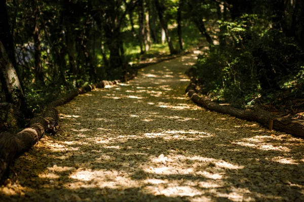 Turyści Chodzą Lesie Wzdłuż Ścieżki Skalista Droga Chiaroscuro Idzie Oddali — Zdjęcie stockowe