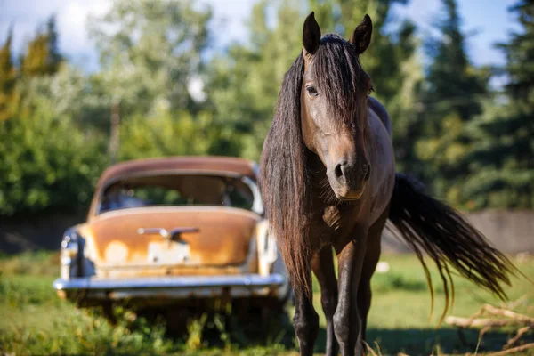 Коричневая Лошадь Смотрит Раму Идет Встречу Ней Старая Ржавая Машина — стоковое фото
