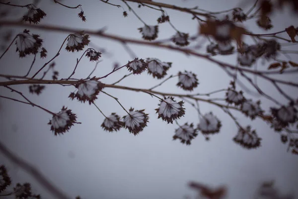 Schnee Liegt Auf Den Ästen Der Bäume Schneebedeckter Wald Hohe — Stockfoto