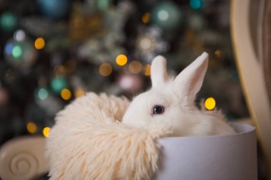 Beyaz tavşan oyuncak retro taşıma dekore edilmiş ağacın altında. Noel ev dekorasyonu, yapay Ladin, tavşan beyaz hediye kutusunda