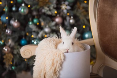 Beyaz tavşan oyuncak retro taşıma dekore edilmiş ağacın altında. Noel ev dekorasyonu, yapay Ladin, tavşan beyaz hediye kutusunda