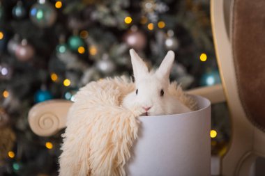 Beyaz tavşan oyuncak retro taşıma dekore edilmiş ağacın altında. Noel ev dekorasyonu, yapay Ladin, tavşan beyaz hediye kutusunda