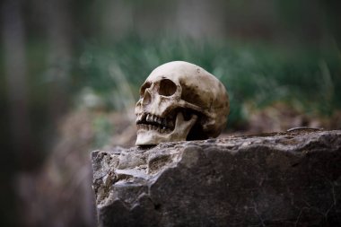 Büyük gri taş levha üzerinde bir adamın kafatası. Cadılar Bayramı için bir kaya yakın çekim üzerinde bir insan kafatası kopyası.