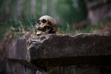 Büyük gri taş levha üzerinde bir adamın kafatası. Cadılar Bayramı için bir kaya yakın çekim üzerinde bir insan kafatası kopyası.