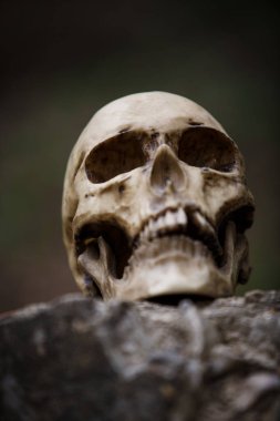 Büyük gri taş levha üzerinde bir adamın kafatası. Cadılar Bayramı için bir kaya yakın çekim üzerinde bir insan kafatası kopyası.