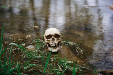 Nehirdeki su yüzeyinde çimenler ve yosunlar arasında insan kafatası. Sahte kafatası gölde yakın çekim. Cadılar Bayramı için bir insan kafatası nın bir kopyası