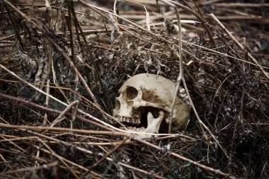 Kuru otların yakın çekiminde bir adamın kafatası. Geçen yıl çimenlerde yatan sahte bir kafatası..