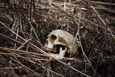 Kuru otların yakın çekiminde bir adamın kafatası. Geçen yıl çimenlerde yatan sahte bir kafatası..