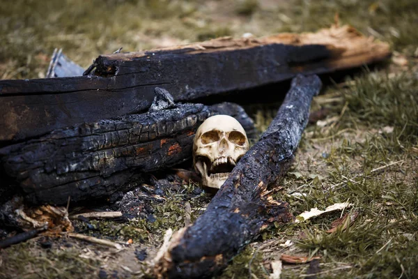 Human skull among the coals in the ashes of the fire. A copy of a human skull on ashes close-up for Halloween. Problems of ecology, death and rebirth