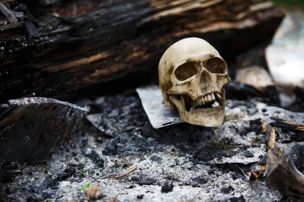 Human skull among the coals in the ashes of the fire. A copy of a human skull on ashes close-up for Halloween. Problems of ecology, death and rebirth