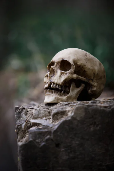 The skull of a man on a large gray stone slab. A copy of a human skull on a rock close-up for Halloween.