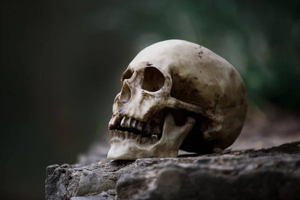 The skull of a man on a large gray stone slab. A copy of a human skull on a rock close-up for Halloween.