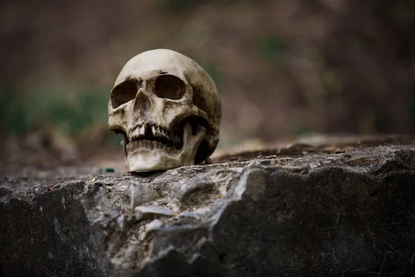 The skull of a man on a large gray stone slab. A copy of a human skull on a rock close-up for Halloween.